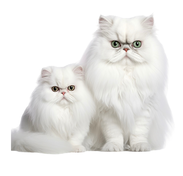 persian