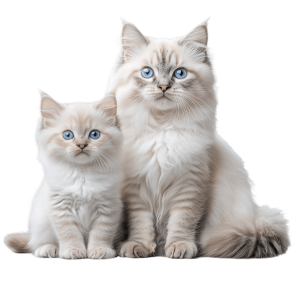 siberian