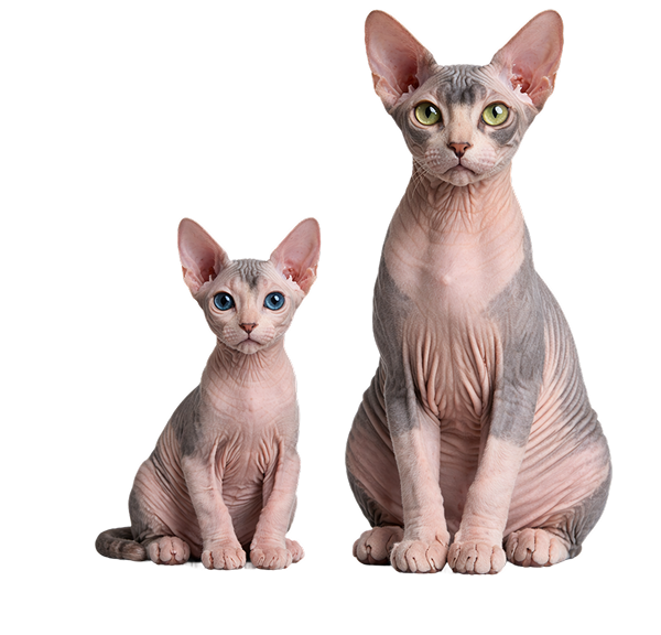 sphynx