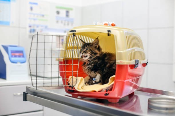 norwegian forest kitten in a pet carrier.